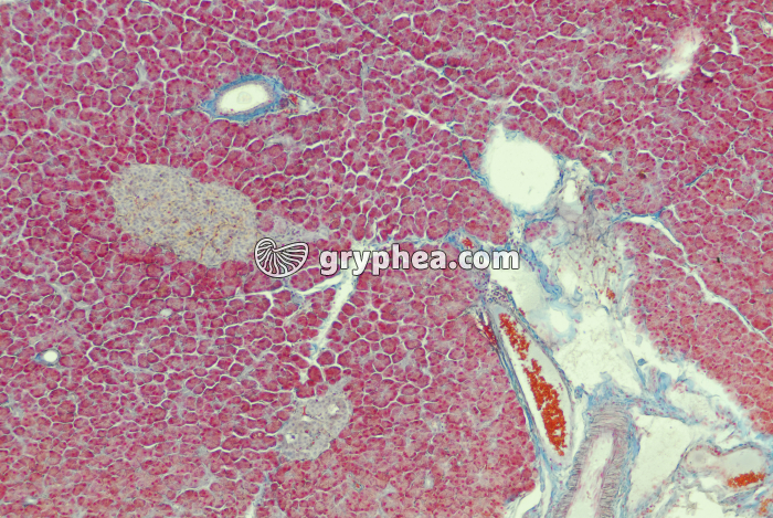 Pancréas x25 - gryphea.org